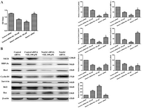 Effects Of Combined Sil Treatment And Notch Sirna Transfection On Cell