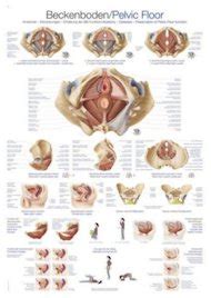 Anatomische Modellen En Posters