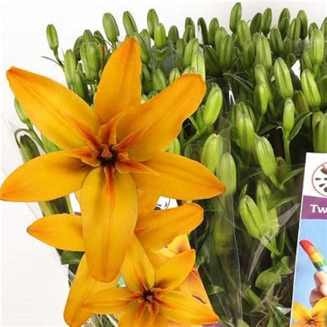 LILY LA TWINLIFE GOLD Cm Wholesale Dutch Flowers Florist
