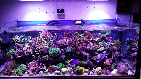 Grab 50% off make use of these 12 offers from ok lighting. This tank is truly one beautiful •Orphek