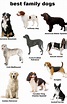 10 best family dogs medium - dogs centre