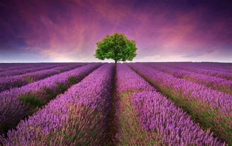 Lavender Field Tree Wallpapers