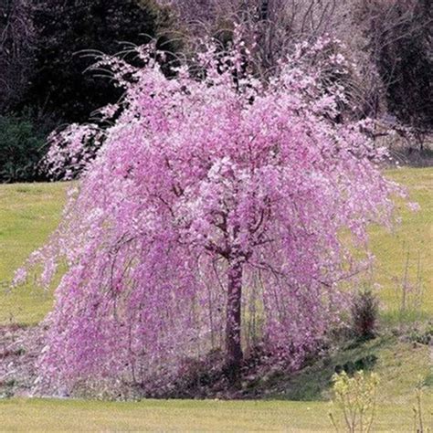 20pcs Pink Fountain Weeping Cherry Tree Seeds Garden Yard Dwarf Tree