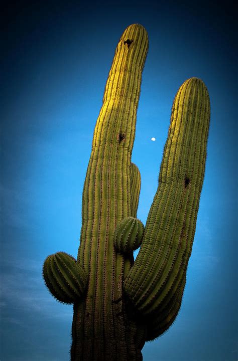 Arizona Cactus Photograph By Ron Regalado Fine Art America