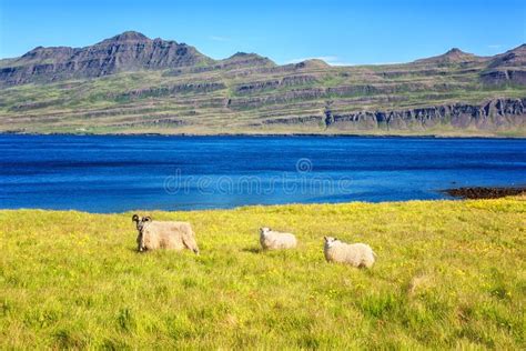 Rural Icelandic Bright Summer Daytime Landscape With Sheep Green Grass