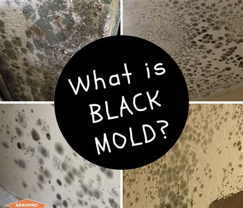 To test for mold and mildew and how to tell if your house has mold, simply dab a few drops of household bleach on the blackened area. What is Black Mold? How to Know if your house has Black ...
