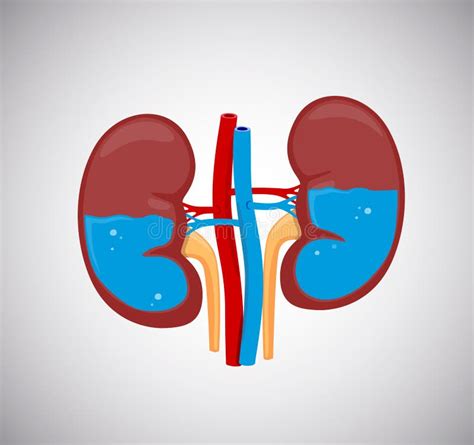 Kidneys With Water Insidehealthy Kidneys Stock Illustration