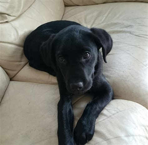 My lab puppy is 3 months old. 4 month old male labrador puppy | Bude, Cornwall | Pets4Homes