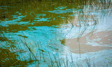 Blue Green Algae The Toxic Bloom And Its Dangers To Humans And Dogs