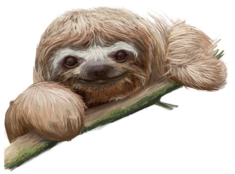 Sloth Transparent Images All Clip Art Sloth Art Sloth Drawing Cute