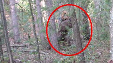 Bigfoot Sasquatch Exists Say Scientists In Colorado