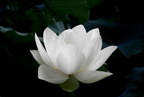 White Fairy Lotus One Of Amazing Pure White Lotus Ubicaciondepersonas