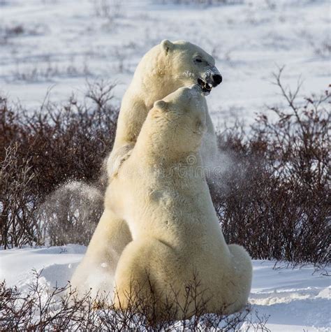 Two Polar Bears Playing With Each Other In The Tundra Canada Stock