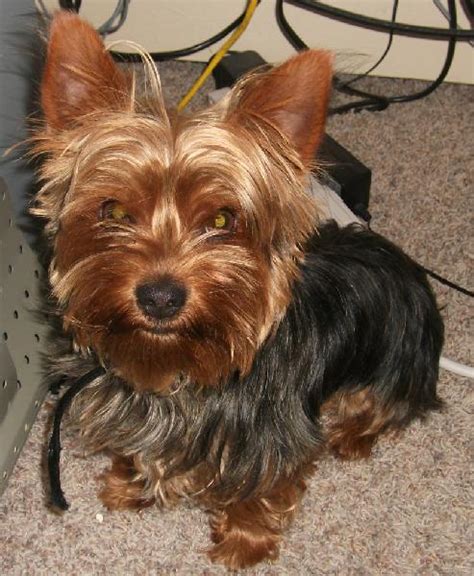 lost yorkshire terrier brown face  black body michigan humane society