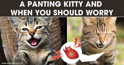 My Cat Is Panting And Drooling Cat Meme Stock Pictures And Photos