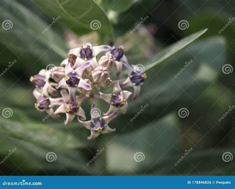 Purple Crown Flower Blooming In Garden On Blurred Of Nature Background