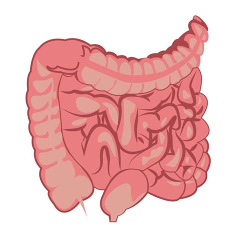 Irritable Bowel Syndrome Illustrations Royalty Free Vector Graphics