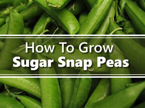 How To Grow Sugar Snap Peas