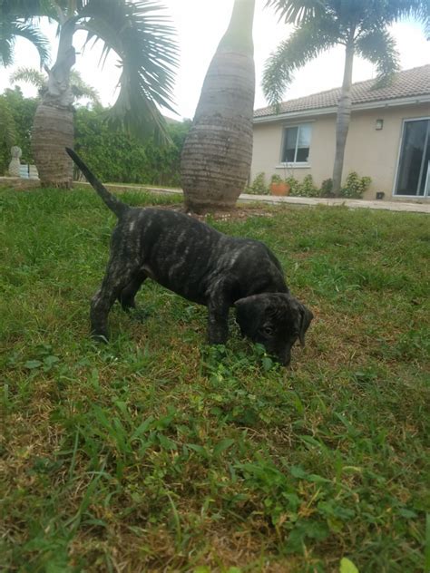 The presa canario has as your pet will be very responsive and very loving while protective. Perro de Presa Canario Puppies For Sale | Miami, FL #292218