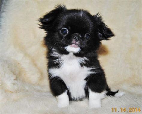Too Cute Timmy Japanese Chin Shih Tzu Mix For Sale In Osakis