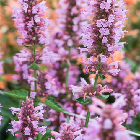 Szkółka Bylin Dobrepole Agastache Poquito Lavender Kłosowiec