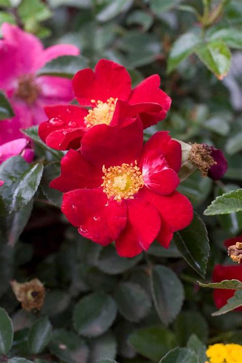 Rose Flower Carpet Red Plants For Spaces