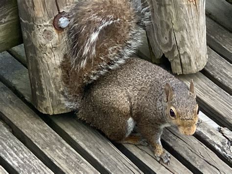 Eastern Gray Squirrel Sciurus Carolinensis Zoochat