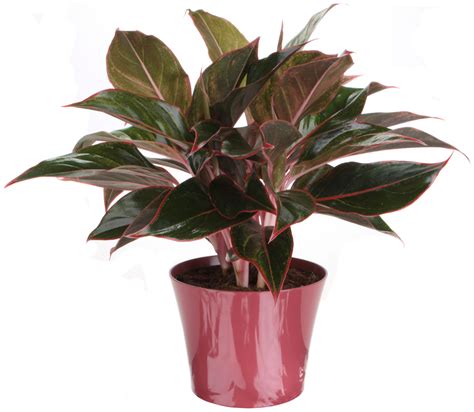 Find care tips here to keep this jazzy beauty healthy & strong. The gallery for --> Aglaonema Red Gold