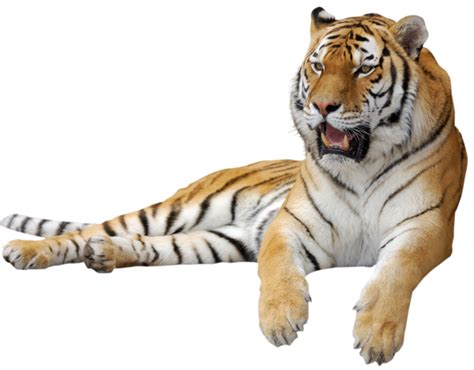 Free Bengal Tiger Png Download Free Bengal Tiger Png Png Images Free