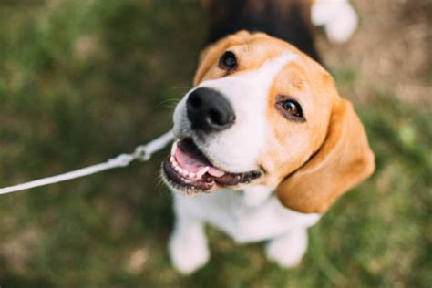 Sie sind dann sehr schnell bereit, sich zu paaren, sobald es regnet und und die pflanzen zu blühen beginnen. Wann werden Hunde geschlechtsreif? » Tierischehelden