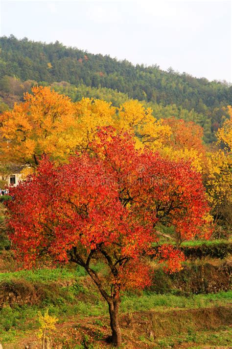 Colorful Autumn Scenery In Tachuan Stock Photo Image Of Color