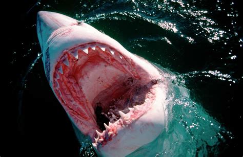 Biggest Great White Shark Ever Filmed Video