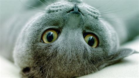 Animal Free Cat Wallpaper 1366x768 Fondo De Pantalla 349