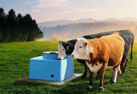 Automatic Waterers For Cattle