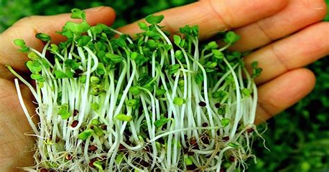 Although animals studies are a step forward, their results may not always. Health Benefits of Bean Sprouts, Nutritional Facts And ...