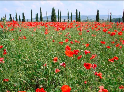 Poppy Field On The Way To Montepulciano Tuscany Scenery Poppies