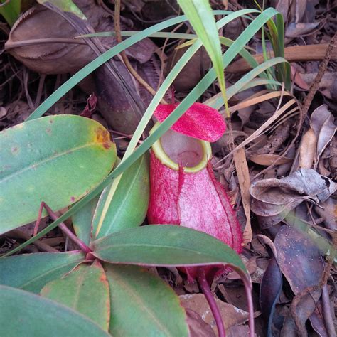 We are shipping the plants by lbc (visayas and mindanao) and jrs (luzon). Whats the species of is this pitcher plant? Found this in ...