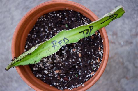 To grow dragon fruit from seed, slice a dragon fruit in half and use a spoon to scrape out some seeds. Dragon Fruit How To Grow From Cutting - st-louis-payday-loan