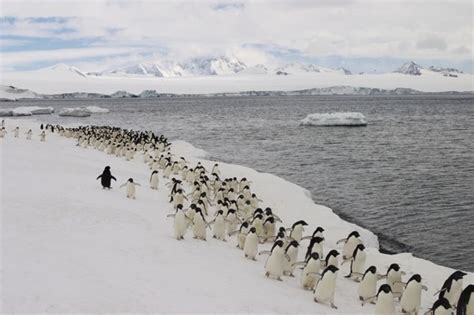 Penguins National Geographic Photo 6901937 Fanpop