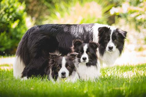 99 Border Collies Breeding Info L2sanpiero