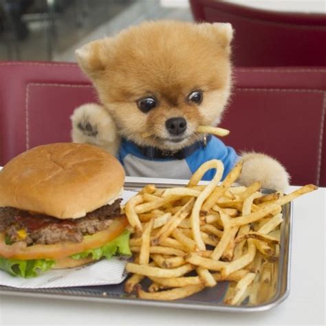 Its Burger Day For Jiff The Pomeranian Cute Baby