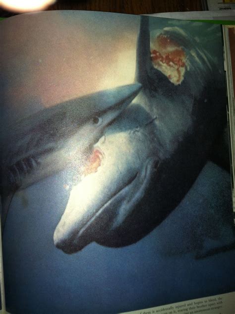Dolphin Gets Eaten By Shark Shark Dolphins