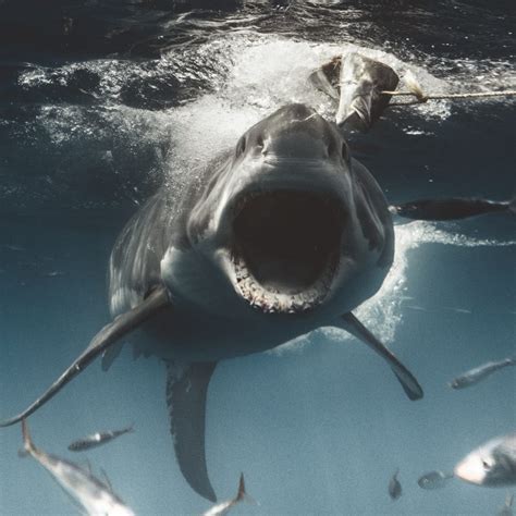 The Photographer Captures A Massive White Shark That Mirrors The Jaws Iconic Poster Epicstotle
