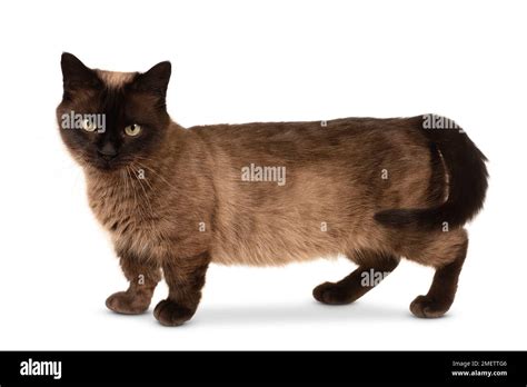Munchkin Shorthair Cat Stock Photo Alamy