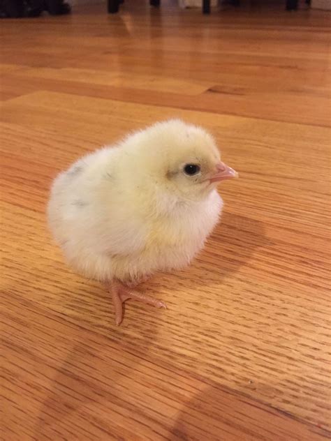 What breed are these yellow chicks? | Page 2 | BackYard Chickens ...