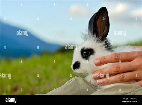 Hands Holding A Pygmy Rabbit Brachylagus Idahoensis On A Green Meadow