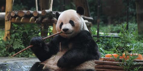 Giant Panda Skeleton Found In Chinese Emperors 2000 Year Old Tomb