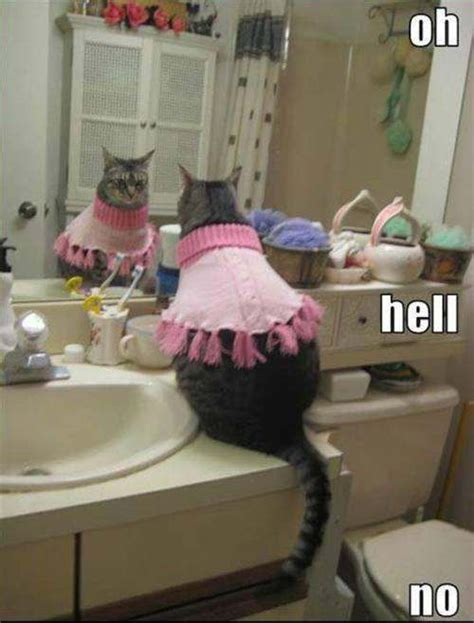 Oh Hell No Funny Animal Pictures Funny Animals Cute Animals