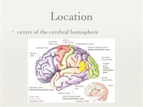 Neuroscientists now divide the insular cortex into two distinct regions: Insular cortex