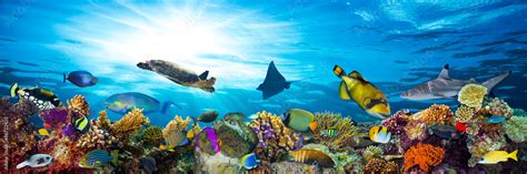 Underwater Sea Life Coral Reef Panorama With Many Fishes And Marine